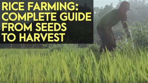 Rice Farming: Complete Guide from Seeds to Harvest - YouTube