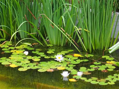 Lotus flowers and other plants_Pond with natural substrate… | Flickr