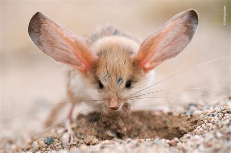 Die 20 atemberaubendsten und spannendsten Tierfotos des Jahres 2019 ...