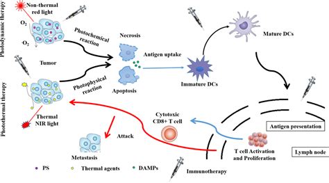 Schematic of the systemic antitumor immune response induced by ...