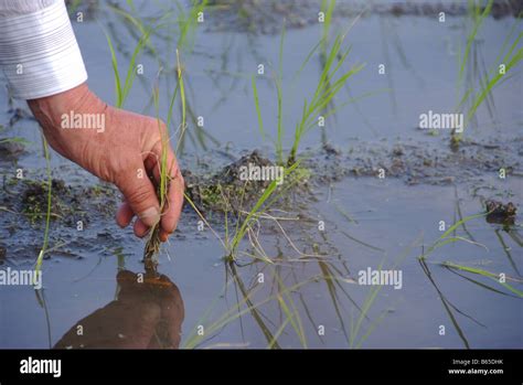 Close-up of a man's hand planting rice Stock Photo - Alamy