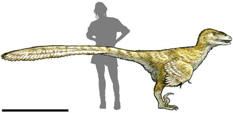 Deinonychus Size