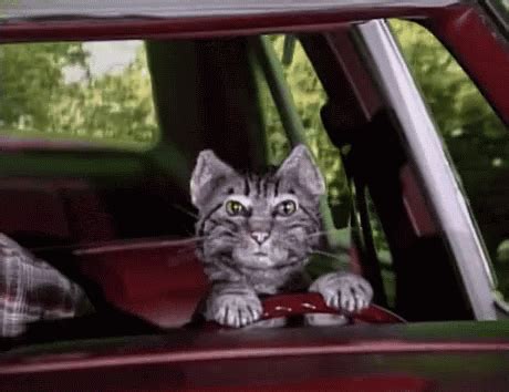 Cat Driving GIF - Cat Driving Cute - Discover & Share GIFs