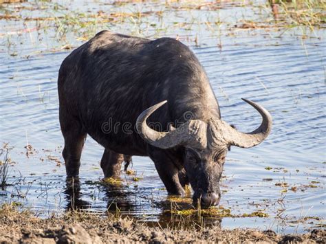 Huge Water Buffalo with Impressive Horns at Water of Chobe River ...