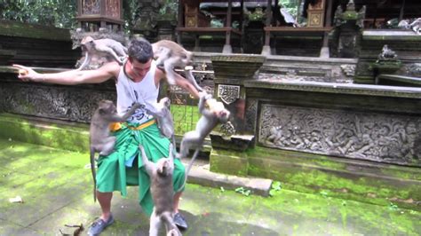 Monkeys attack tourist in Ubud, Bali - YouTube