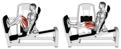 Exercise Database (Legs39) - Seated Machine Squats — Jase Stuart - The ...