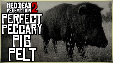 HOW TO GET A PERFECT PECCARY PELT - RED DEAD REDEMPTION 2 PRISTINE 3 ...