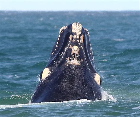 Southern Right Whale identification using photos