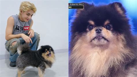 “This is so beyond CUTE!”: Fans lose their minds as BTS’ V’s pet dog Yeontan makes his debut on ...