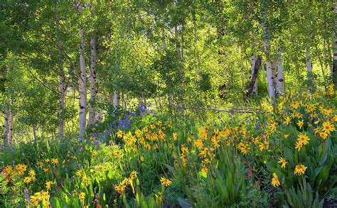 Woodland Wildflowers Photograph by Tim Reaves - Fine Art America