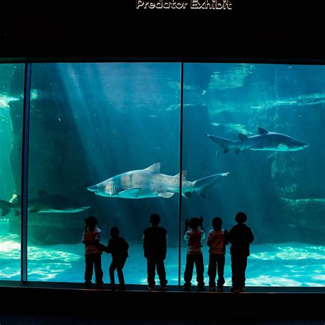 Two Oceans Aquarium, Кейптаун: лучшие советы перед посещением - Tripadvisor