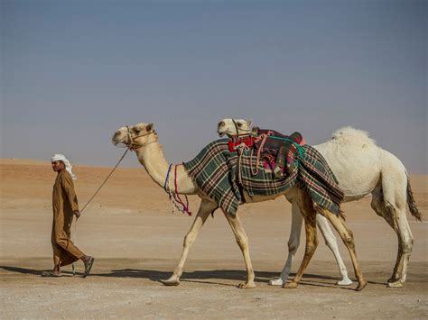 The UAE's Other Side: Celebrating Camels in the Desert - Photos - Condé ...