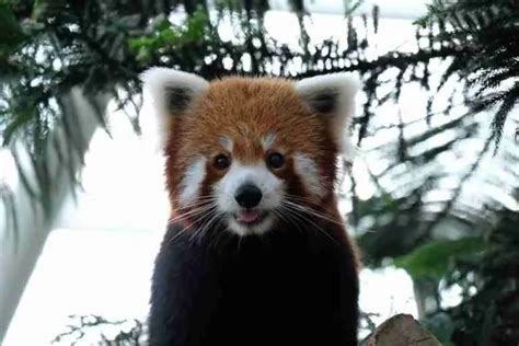 Are Red Pandas and Racoons Related?