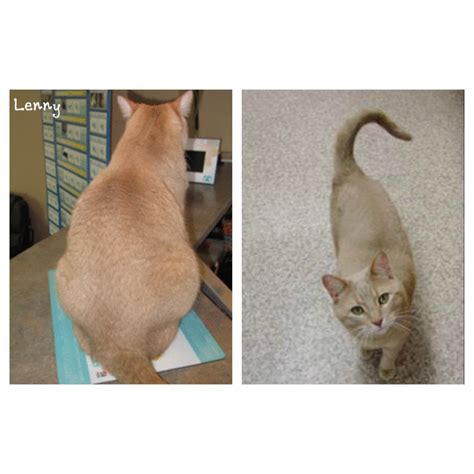 Keisha's Weight Loss Success. Older Cats, Weight Loss Success Stories, Cat Adoption, Live Long ...