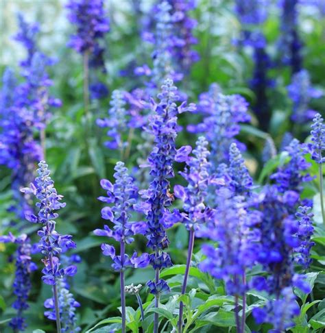 Earthcare Seeds Blue Bedder Sage 500 Seeds (Salvia farinacea) Non GMO ...