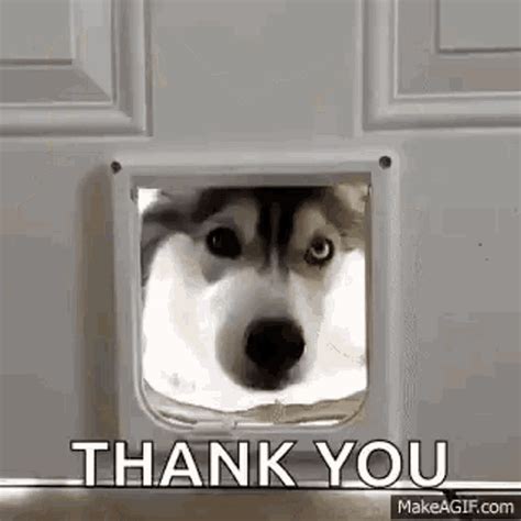 Husky Huskies GIF - Husky Huskies Dog - Discover & Share GIFs