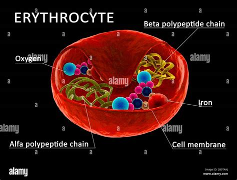 Structure of red blood cell, erythrocyte with visible hemoglobine and polypetide chain. Section ...