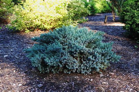 Blue Star Juniper | Evergreens | Nolt’s Garden Center