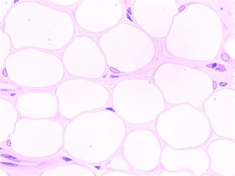 White Adipocytes