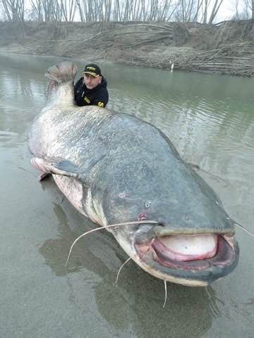 International Fishing News: ITALY: record size 265 lbs wels catfish caught