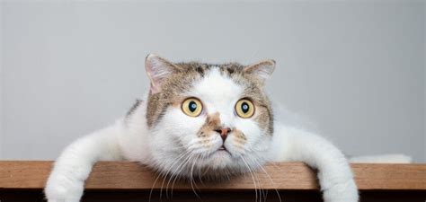 Do Cats Fart? - All About Feline Flatulence - PetsTime