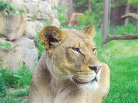 Philly Zoo Launches Online Interactive Learning Program | Philadelphia ...