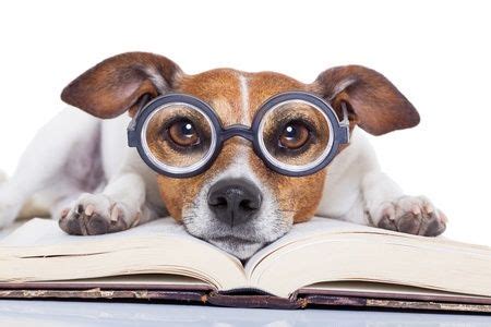 Dog with glasses resting on book | Cute dog photos, Dogs, Work with animals