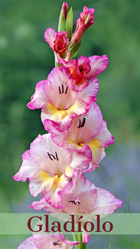 Gladíolo - Gladiolus x hortulanus | Flores e seus nomes, Nomes de flores, Gladíolos