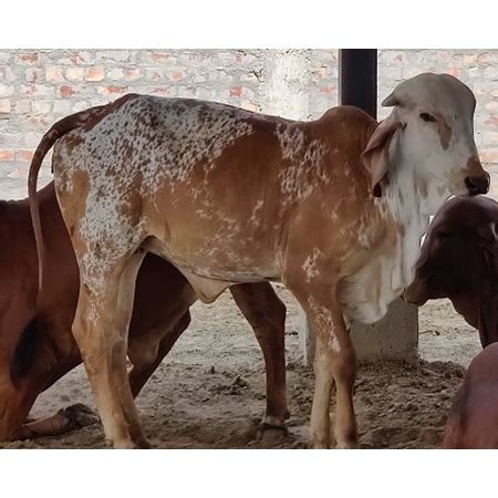 Gir Cow at 50000.00 INR in Karnal, Haryana | Mahalakshmi Dairy Farm