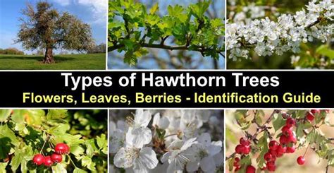 Red Hawthorn Flower Meaning | Best Flower Site