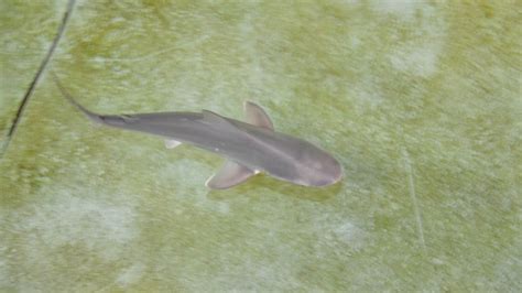 Baby sandbar shark passes away at Roanoke Island aquarium | 13newsnow.com