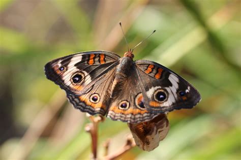 Digital Photography - Common Buckeye Butterfly