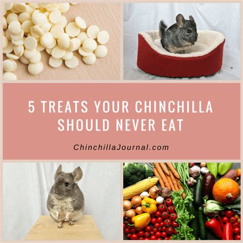 5 Treats Your Chinchilla Should Never Eat - Chinchilla Journal