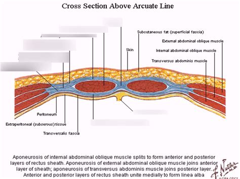 cross section above arcuate line Diagram | Quizlet