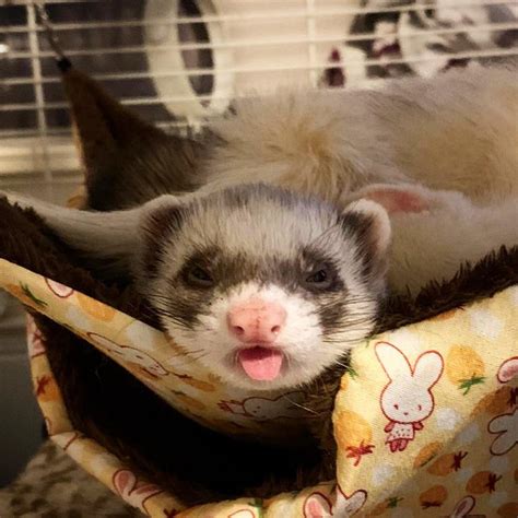 Here’s a funny photo of my ferret dinky, hopefully it puts a smile on your face 😂 : r/ferrets