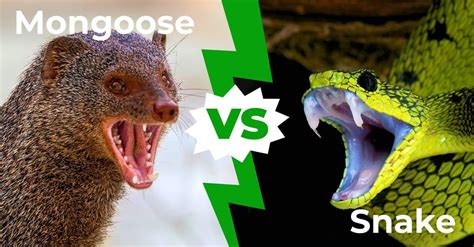 Mongoose vs Cobra: Who Would Win In A Fight? - A-Z Animals