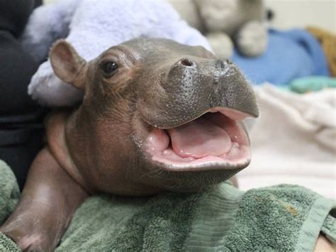 Fiona - the baby hippo at the Cincinnati Zoo. http://ift.tt/2k0k6Jg | Cute hippo, Baby hippo ...