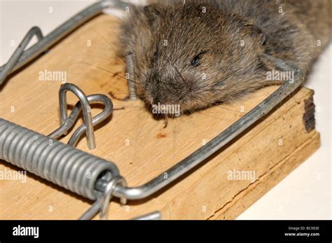 House mouse caught in trap Stock Photo - Alamy