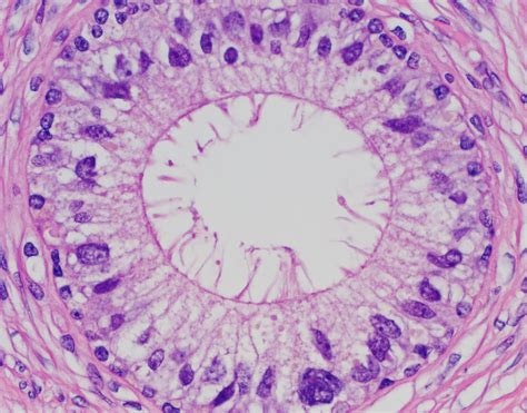 Testis Epididymis Histology