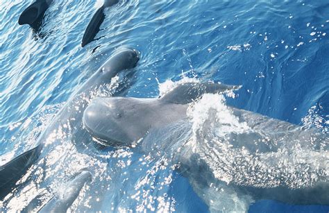 Long-finned Pilot Whales Photograph by Christopher Swann/science Photo Library | Fine Art America