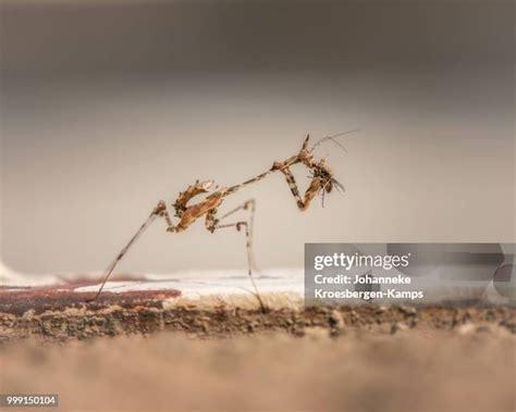 480 Praying Mantis Fly Stock Photos, High-Res Pictures, and Images ...