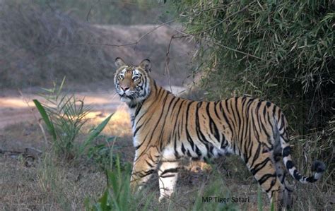 Historic Bandhavgarh Fort in India - HubPages