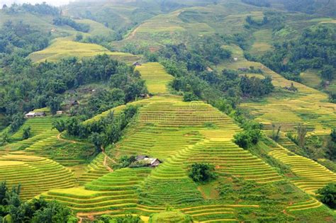 Rice terraces Sapa stock photo. Image of land, rural - 55330380