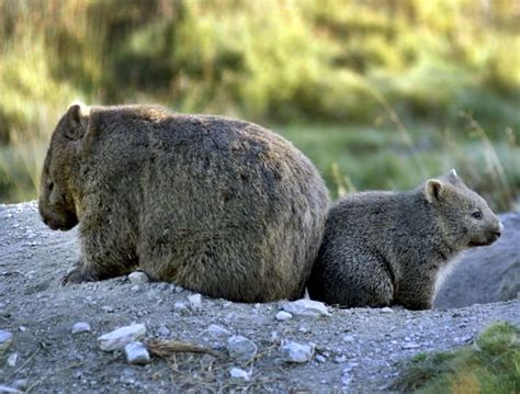 Wombat Facts - Animal Facts Encyclopedia