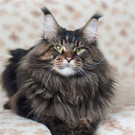 Norwegian Forest Cat Breeders Virginia