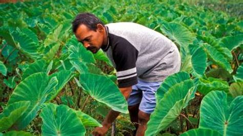 SPC: Climate change adaptation project kicks off in Fiji provinces | PreventionWeb