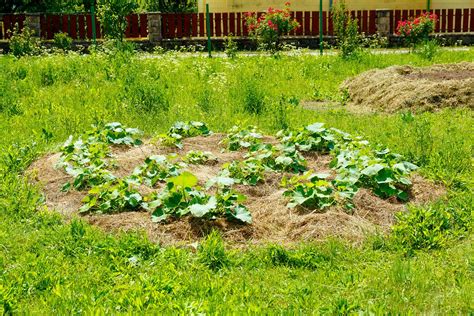 How to Grow Pumpkins from Seed [Practical Guide] - Agrolearner.com