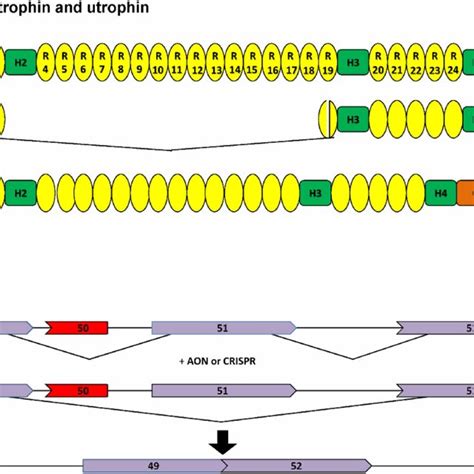 Schematic diagram of the structure of dystrophin, minigenes and... | Download Scientific Diagram