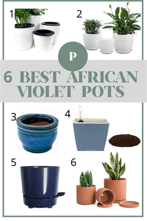 6 Best Pots for African Violets - Paisley Plants