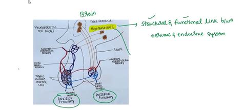 SOLVED: The anterior and posterior commissures are deep fissures, connections between the ...